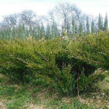 Можжевельник средний Juniperus x media (Juniperus x pfitzeriana) 'Mint Julep'